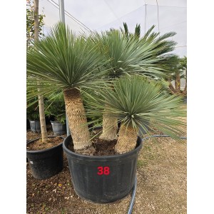 Yucca Rostrata triple 285 lt